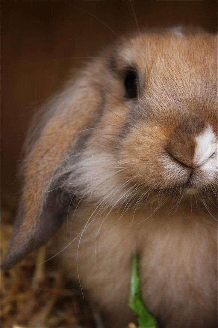 Kanin UniKin Fanando Grenade R.I.P billede 4