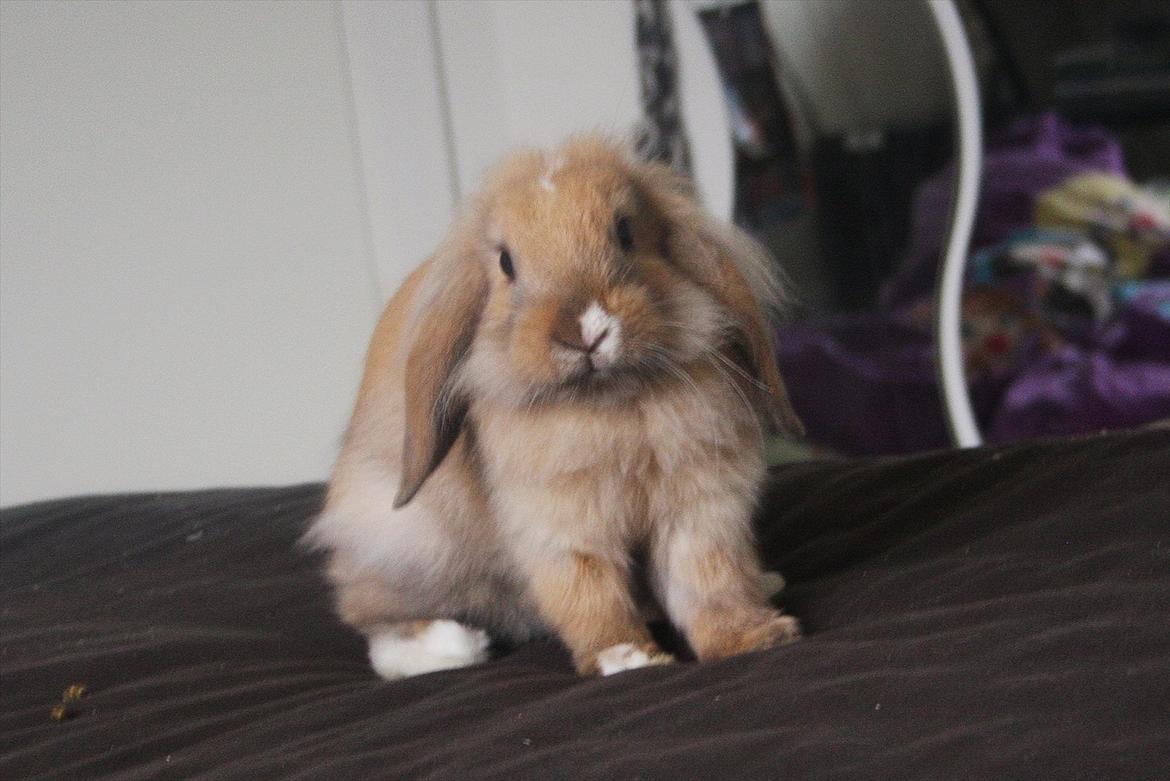 Kanin UniKin Fanando Grenade R.I.P billede 2