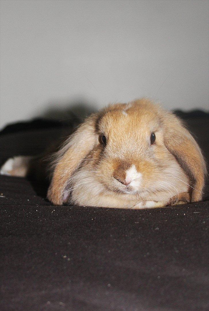 Kanin UniKin Fanando Grenade R.I.P billede 5