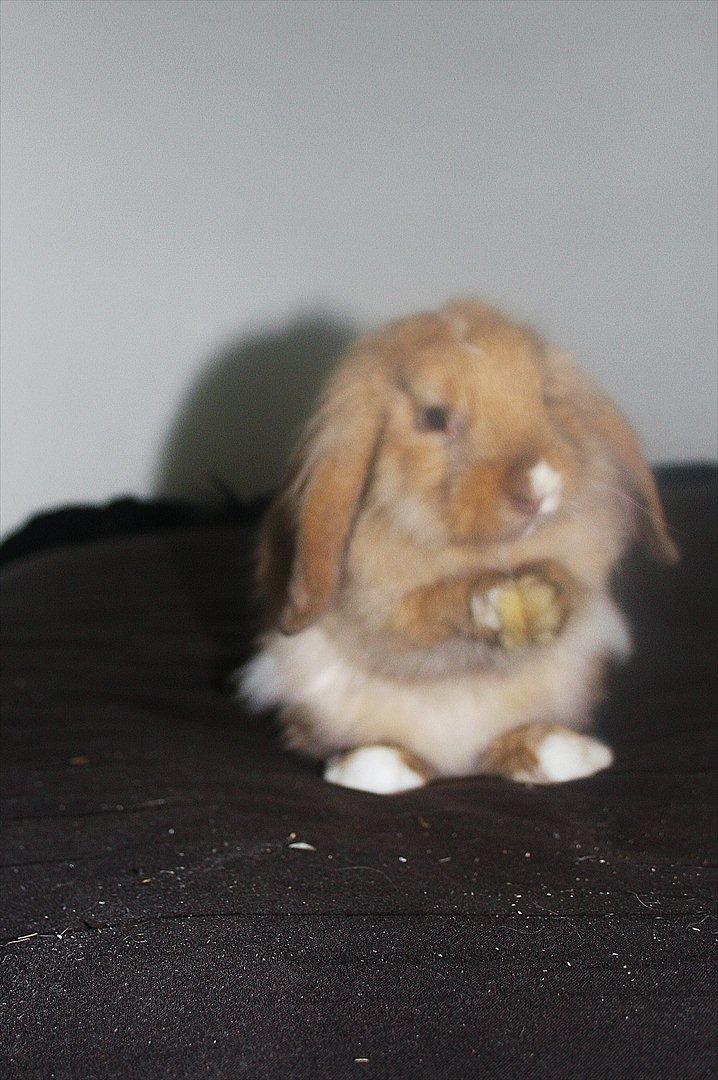 Kanin UniKin Fanando Grenade R.I.P - ved godt det er meget rustet men syntes det er nuttet af ham :D billede 6