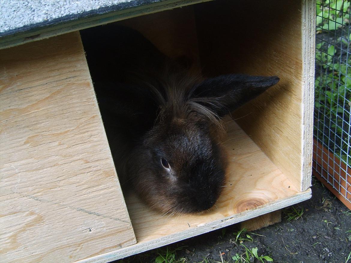 Kanin Dumbo - Dumbo i haven :) billede 1