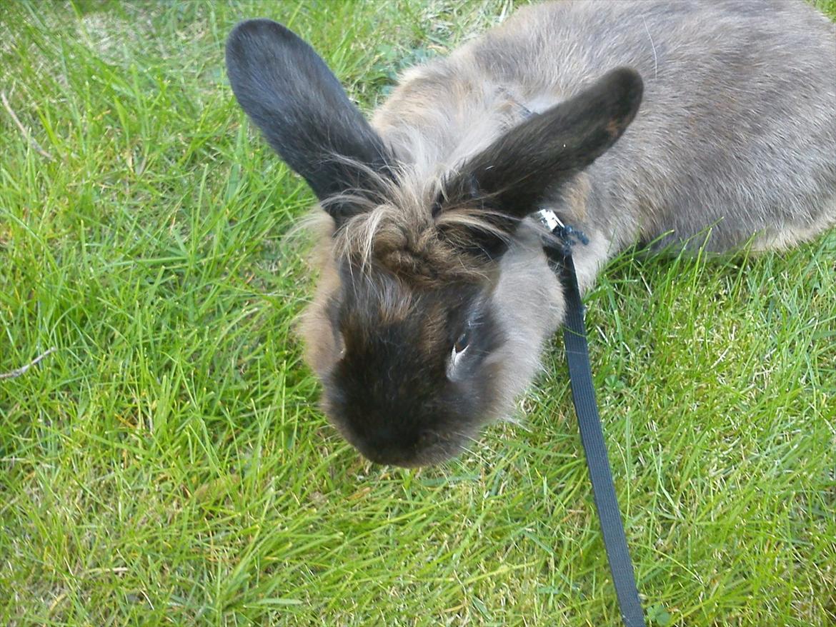 Kanin Dumbo - Gå tur! :)
 billede 3