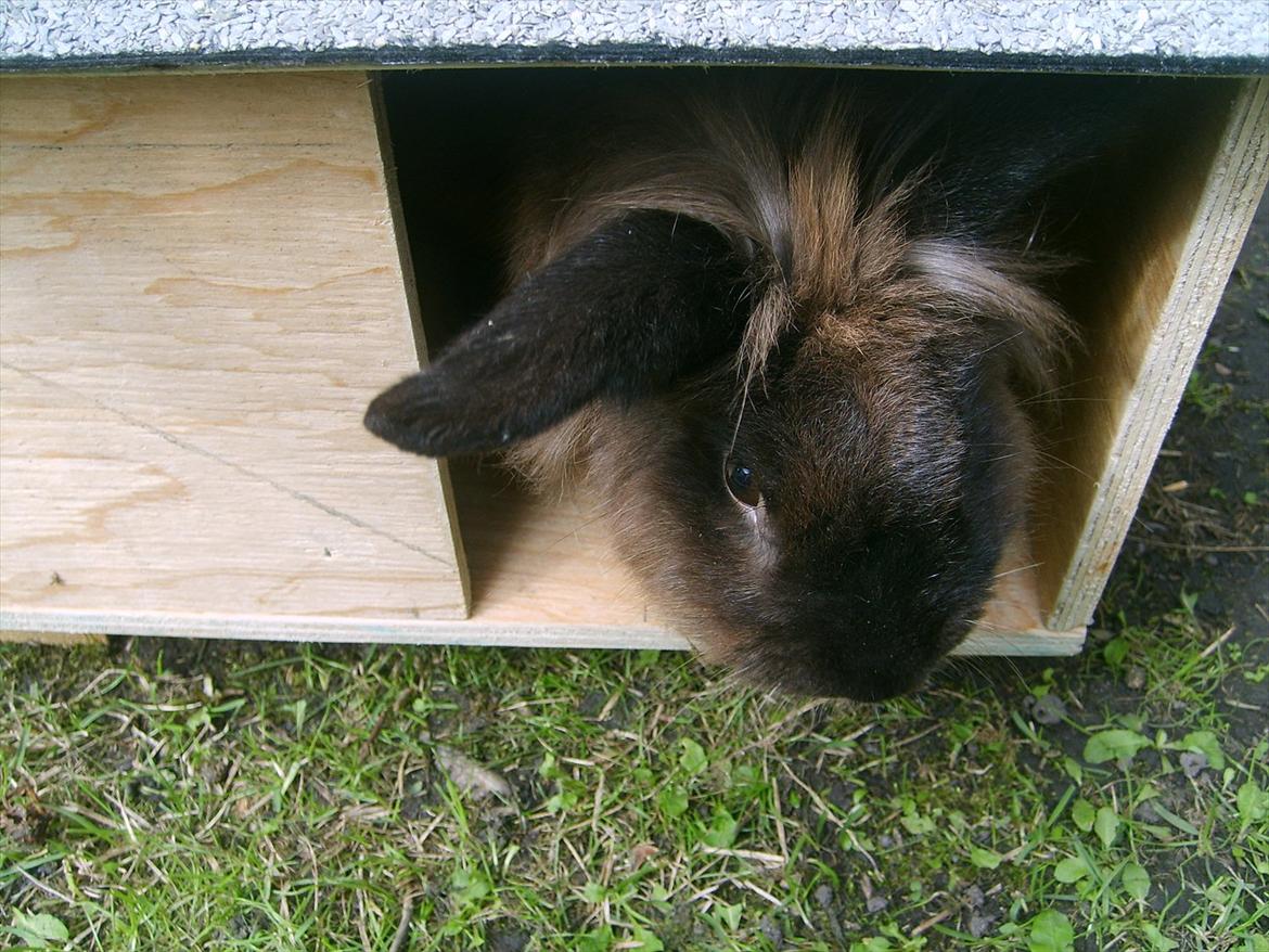 Kanin Dumbo - Dumbo i haven :) billede 2