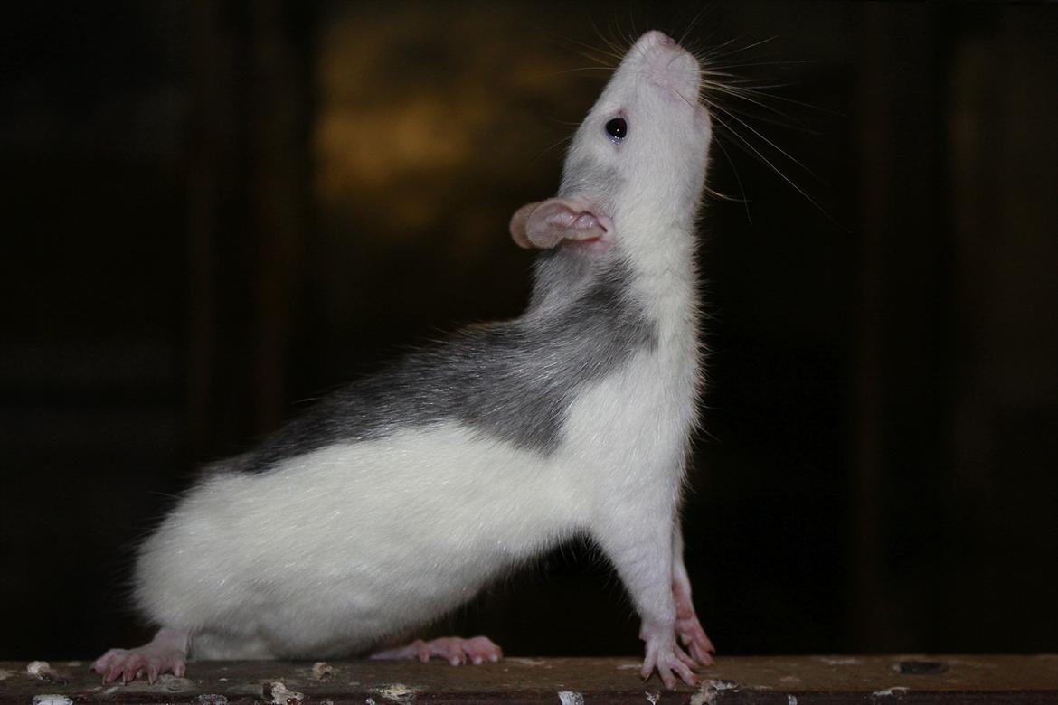 Tamrotte Ayo - Min smukke prinsesse, 5 måneder <3 billede 15