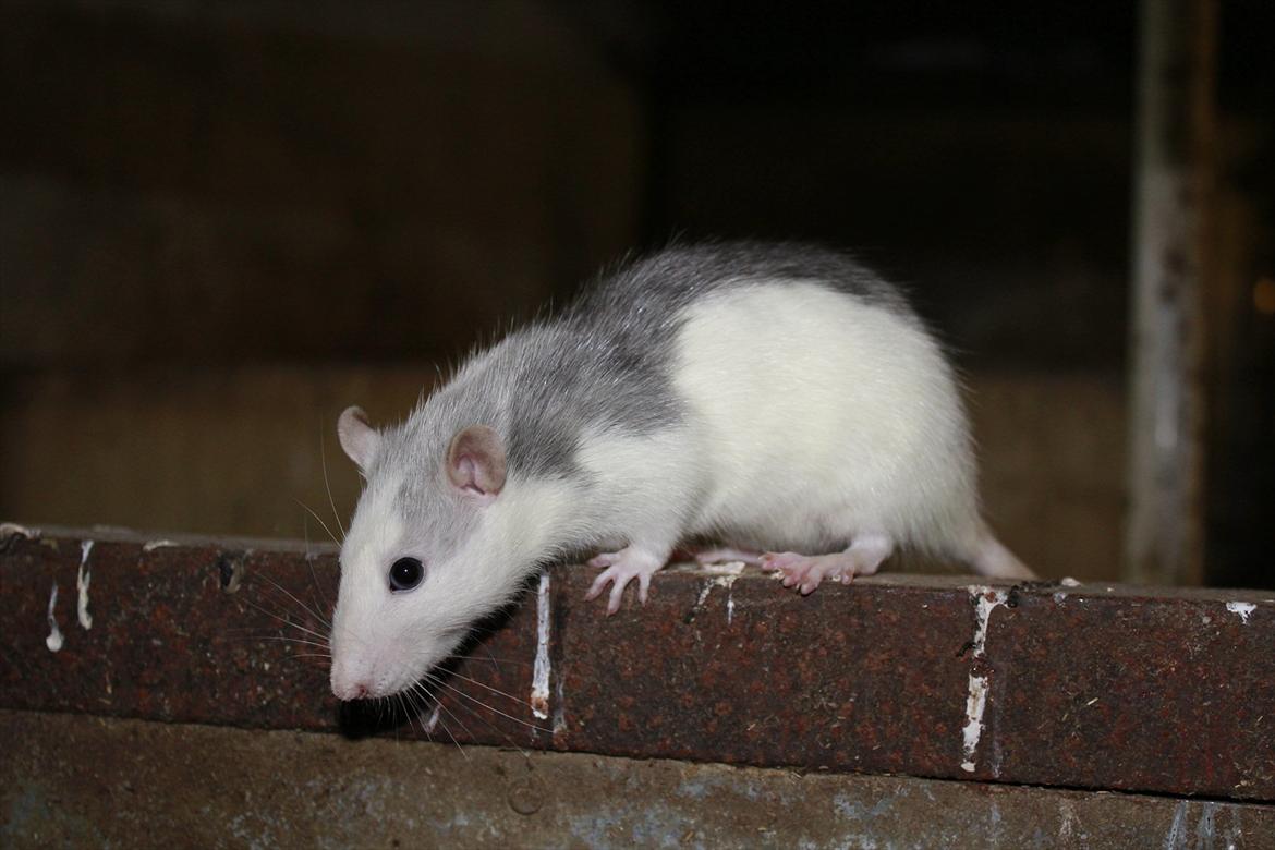 Tamrotte Ayo - Ayo 5 måneder :) billede 12