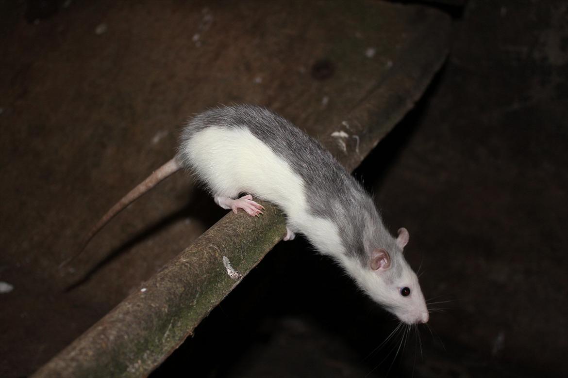 Tamrotte Ayo - Nysgerrige mus :) billede 13