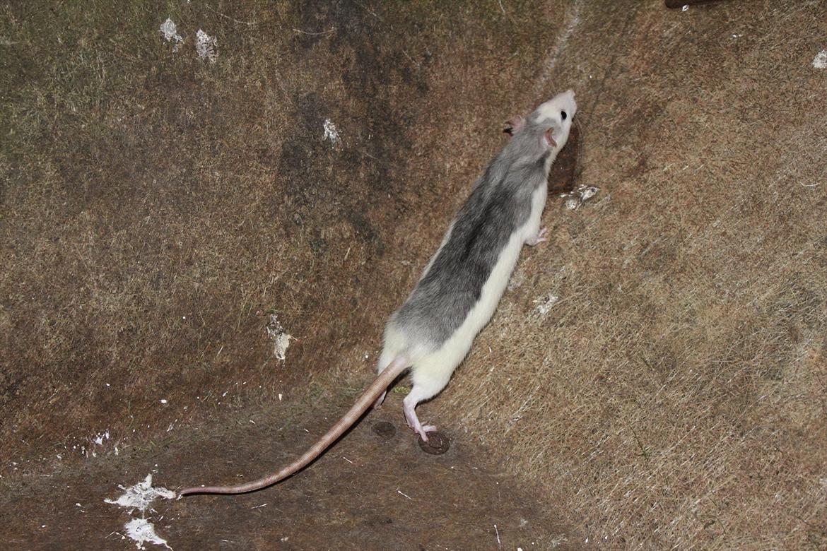 Tamrotte Ayo - Ayo er ved at blive en stor "mus" :D billede 14