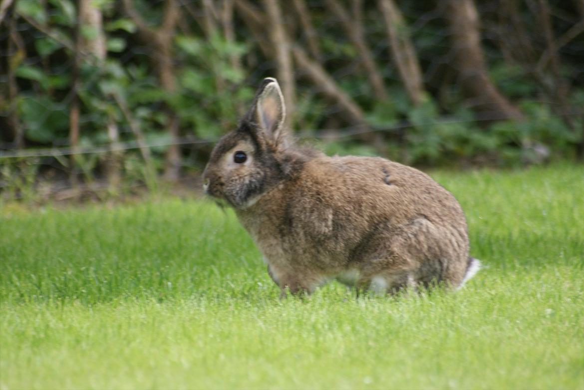 Kanin Tiger billede 2