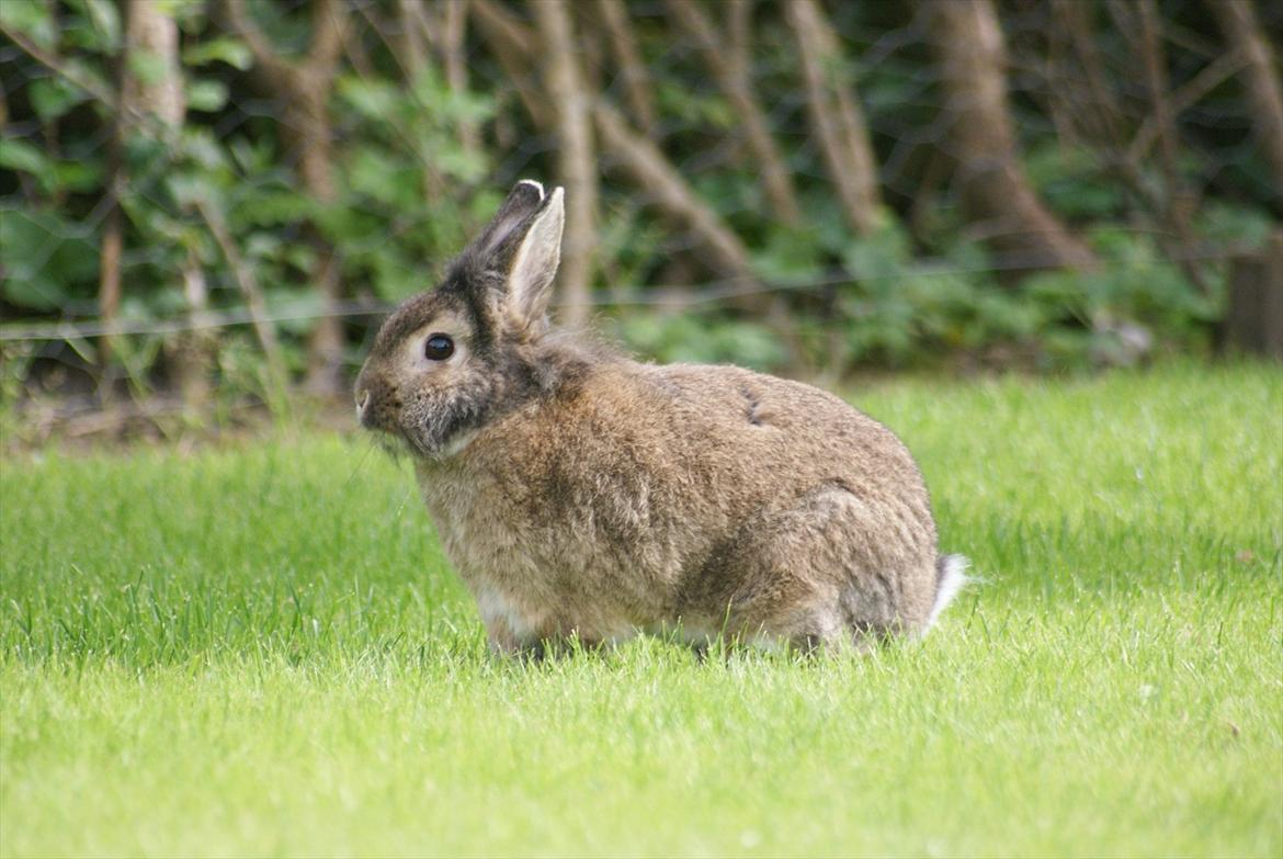 Kanin Tiger billede 3