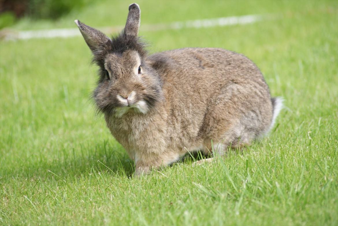 Kanin Tiger billede 4