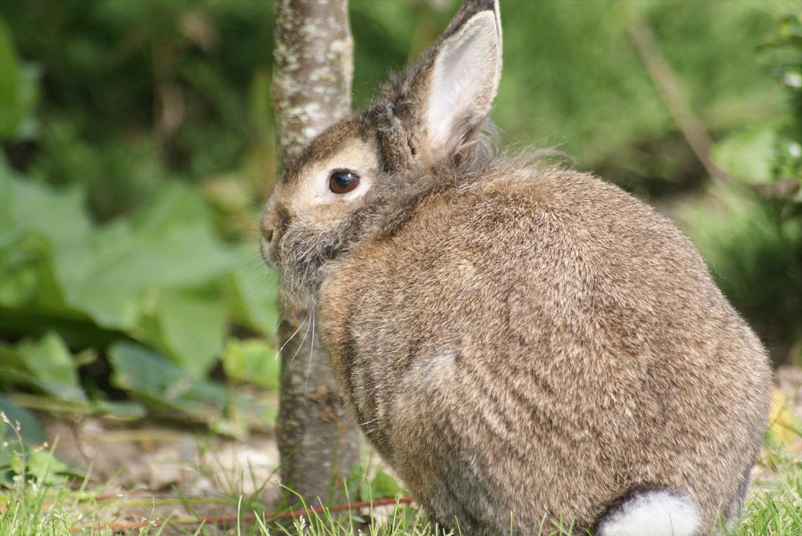 Kanin Tiger billede 1