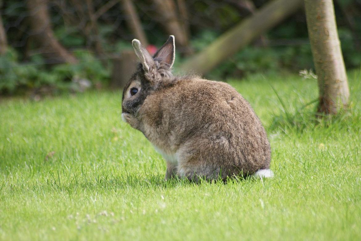 Kanin Tiger billede 5