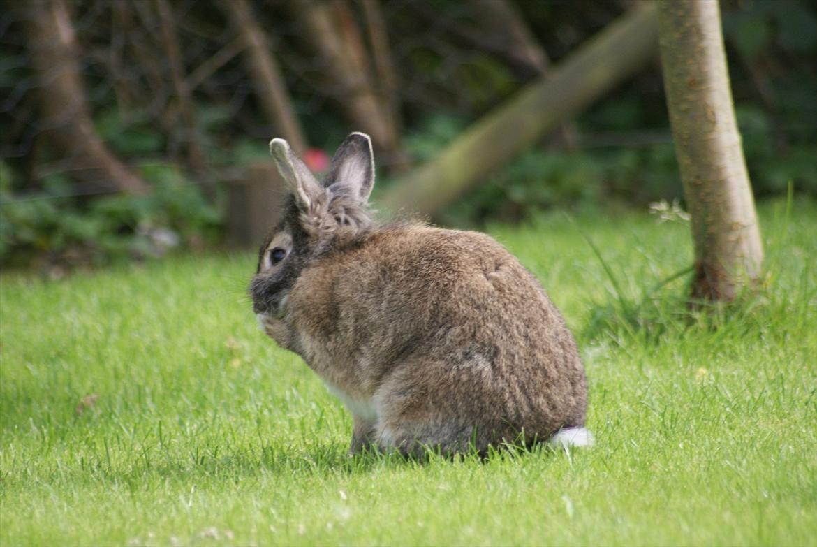 Kanin Tiger billede 6