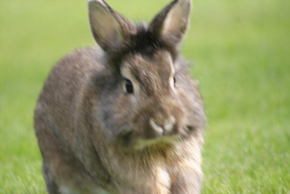 Kanin Tiger billede 7