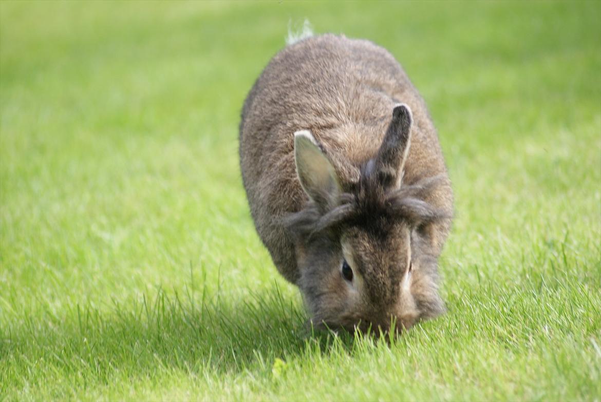 Kanin Tiger billede 8