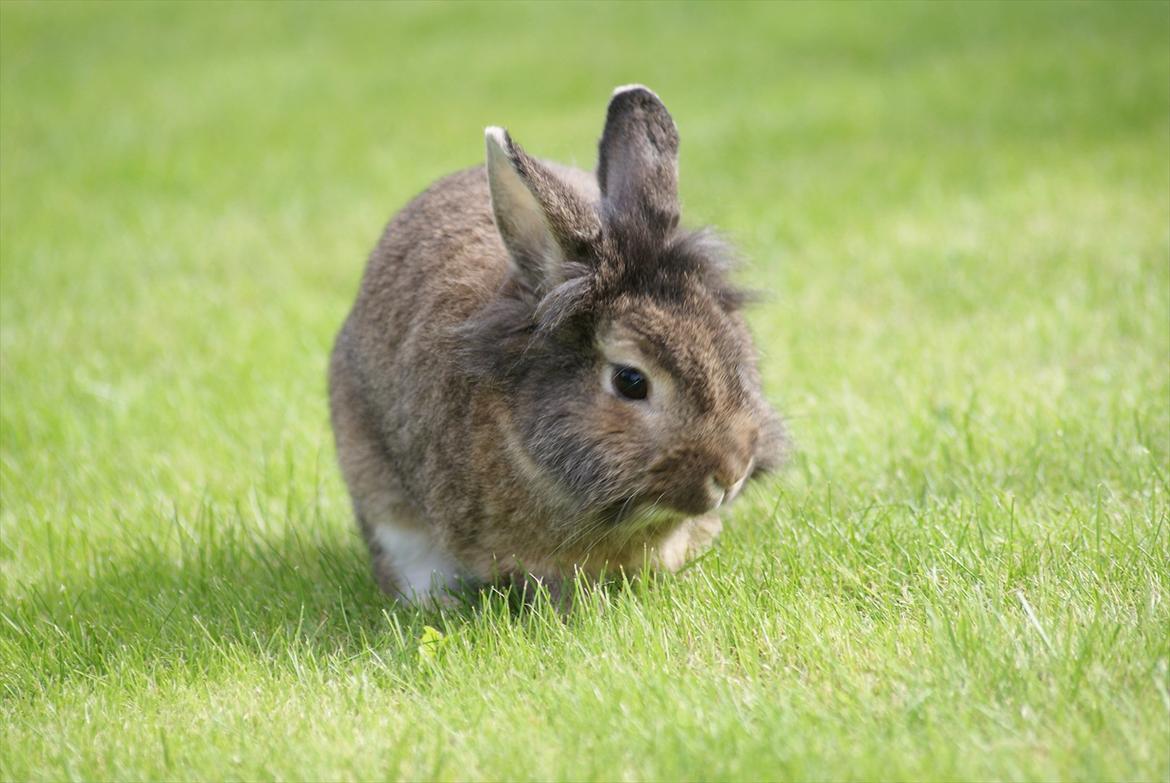 Kanin Tiger billede 9