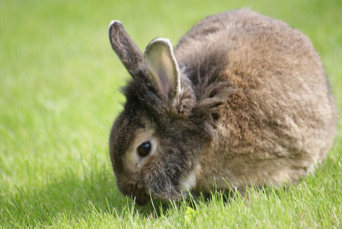 Kanin Tiger billede 10