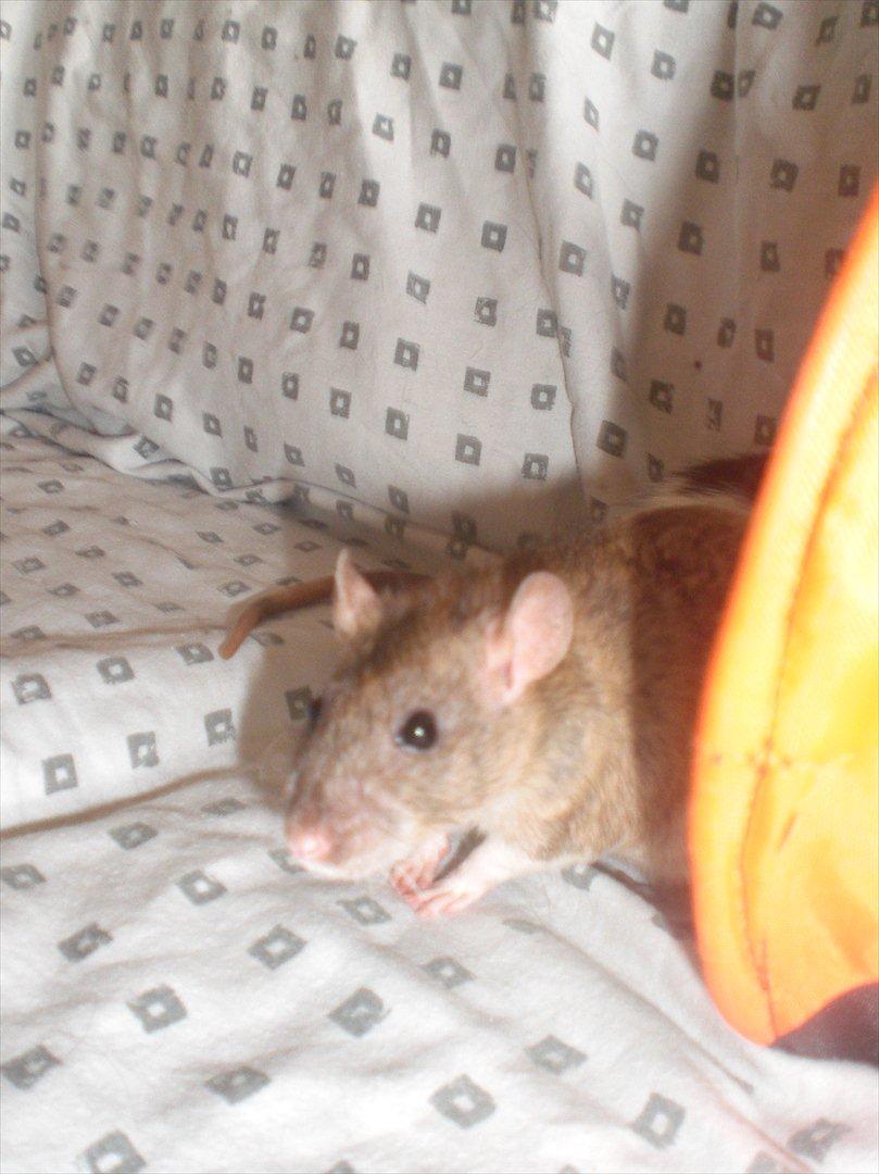 Tamrotte Faith RIP - 25/8-11 billede 16