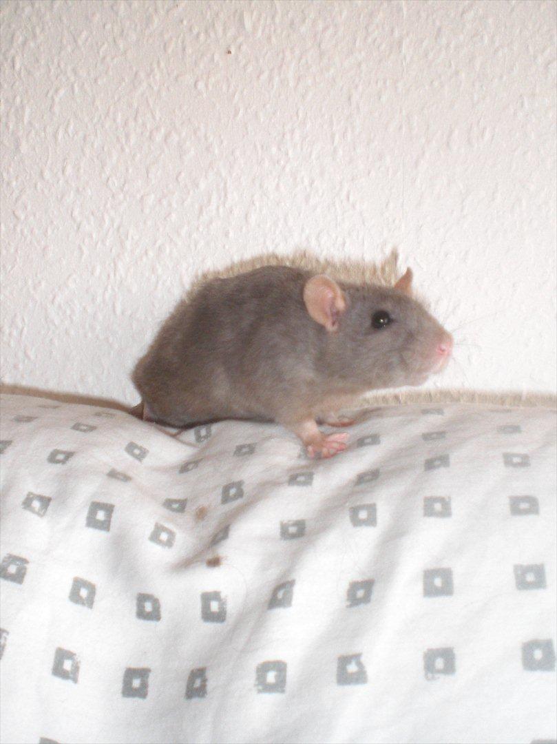 Tamrotte Altura RIP - 25/8-11 billede 15