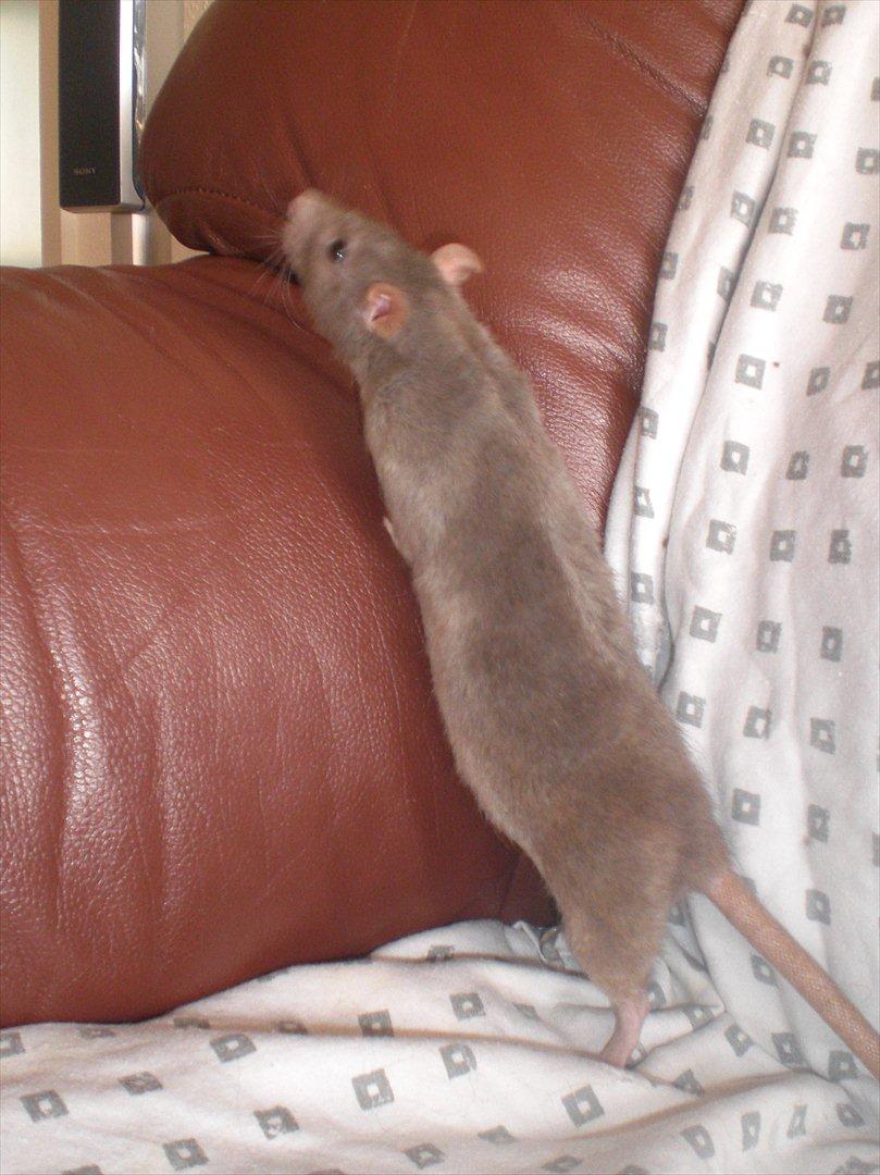 Tamrotte Altura RIP - 25/8-11 billede 16