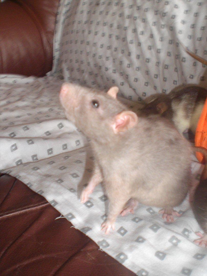 Tamrotte Altura RIP - 25/8-11 billede 17