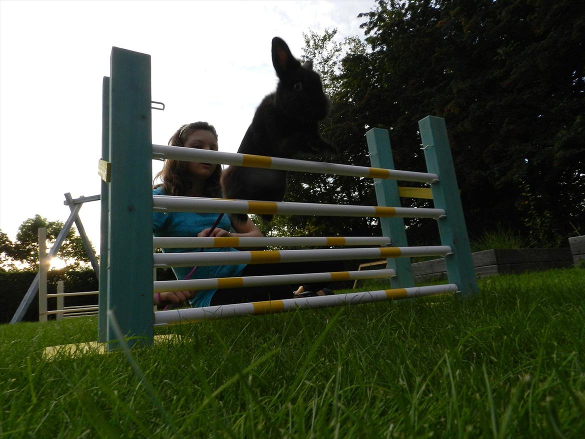 Kanin Speedy Cornsarles (forsvundet) :´( - Speedys nyeste rekord (: billede 17