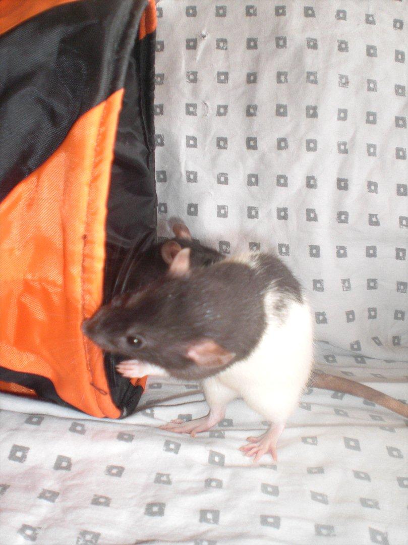 Tamrotte Yasmin RIP - 25/8-11 billede 9