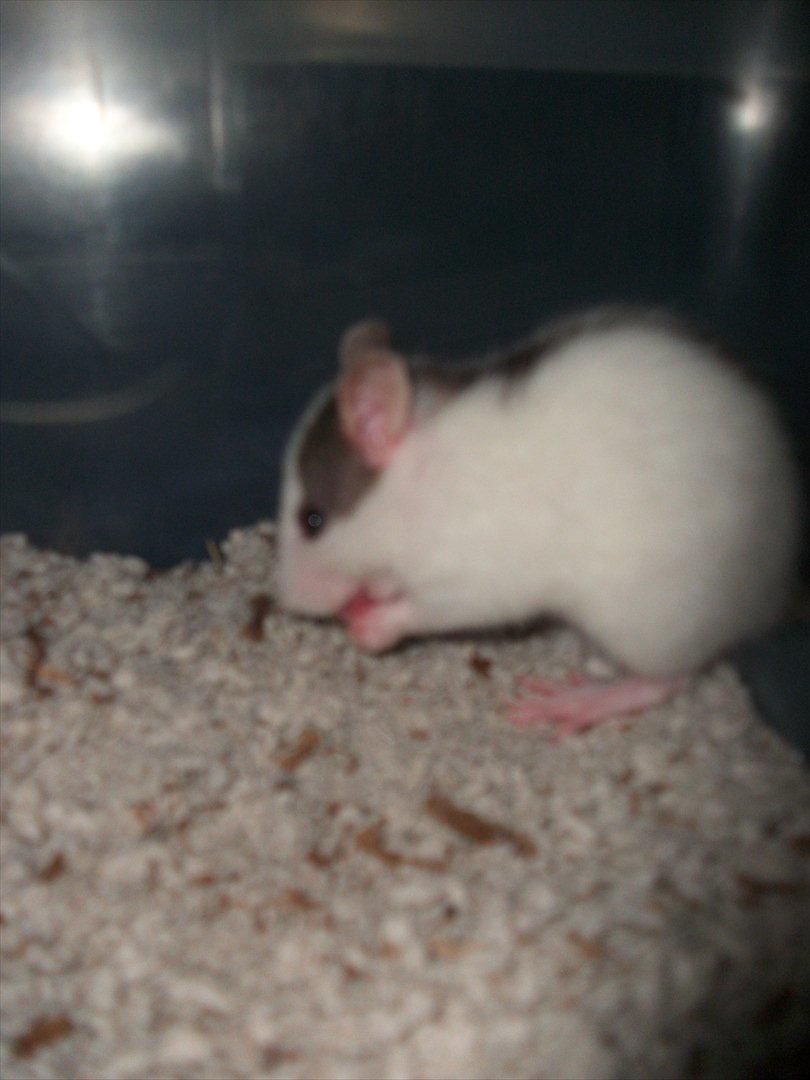 Tamrotte Chia - Chia der vasker sig <3 billede 2