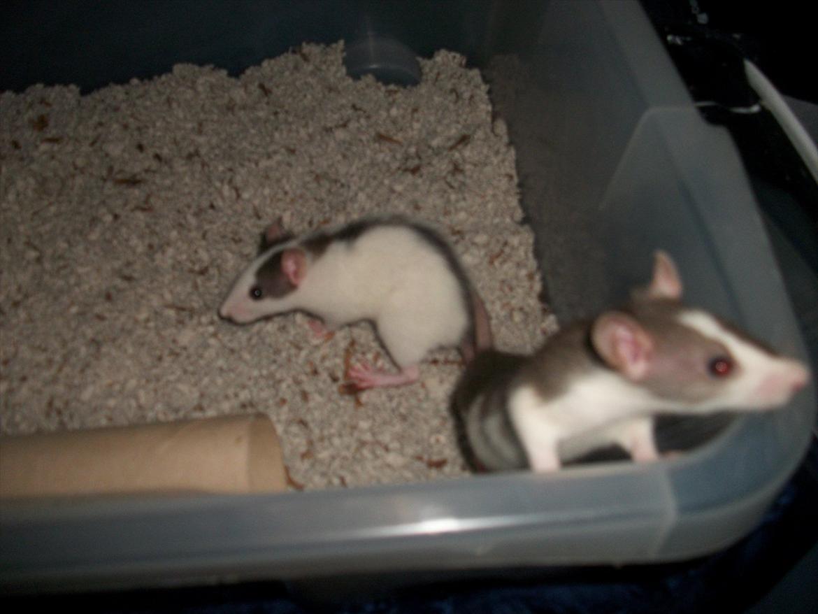 Tamrotte Chia - Ayo og Chia, mine to små rotter <3 billede 3