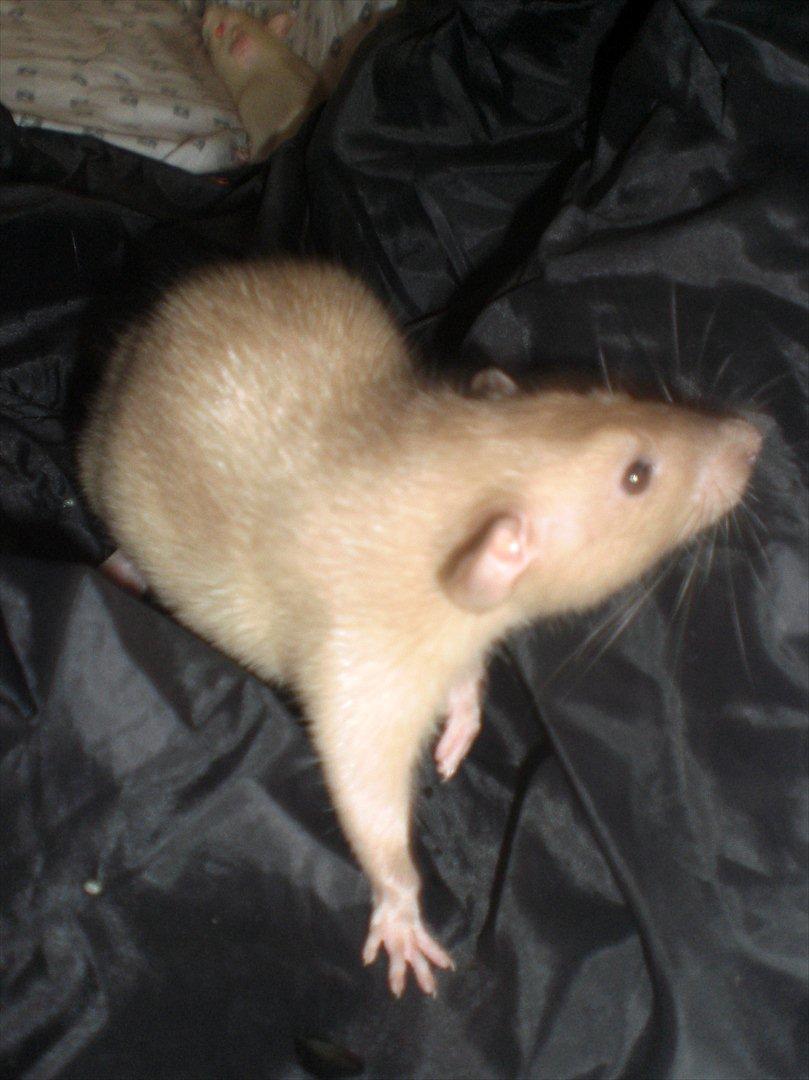 Tamrotte Ogopogo - 25/8-11 billede 8