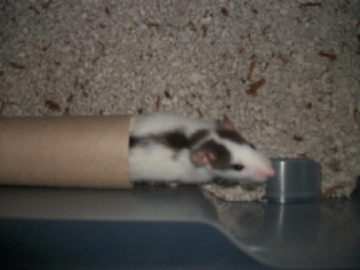 Tamrotte Chia - Chia underholder sig selv i en toilet rulle :) <3 billede 4