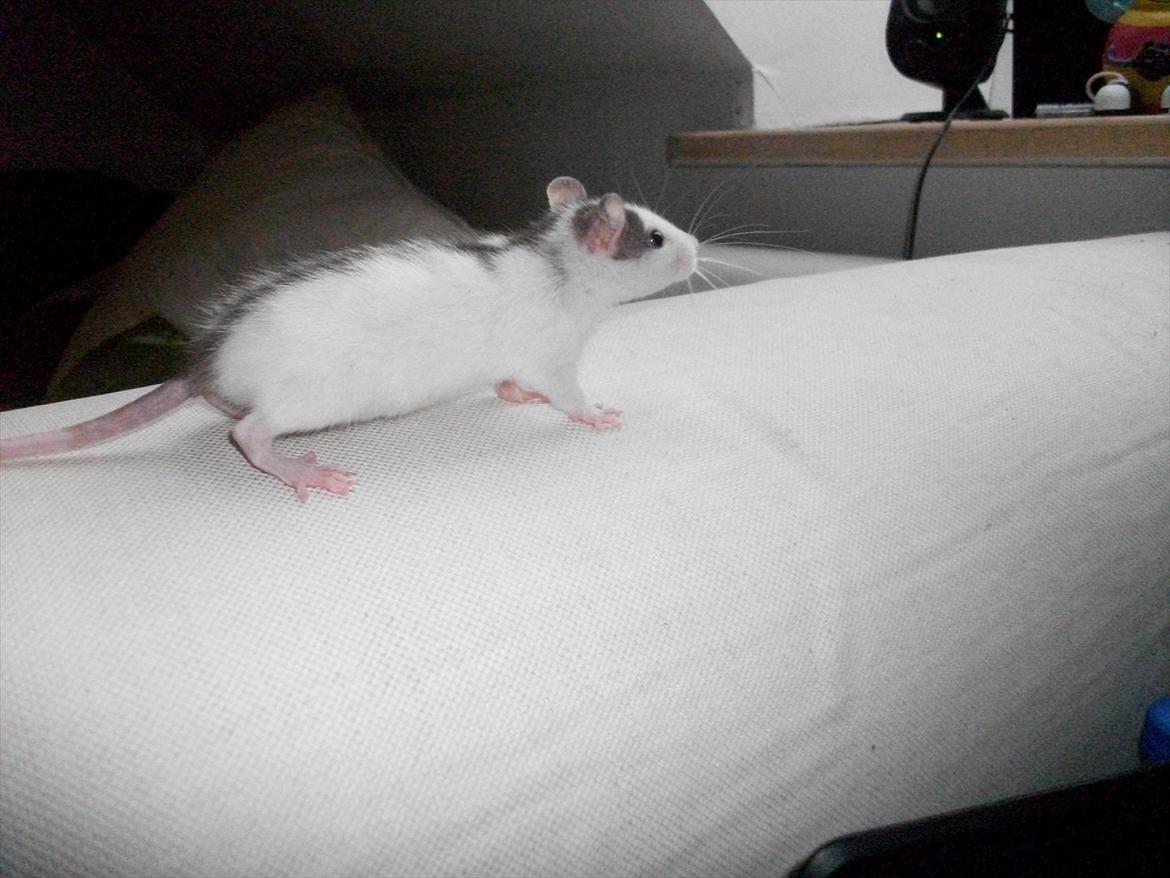 Tamrotte Chia - ja jeg syntes altså hun er smuk :i billede 5