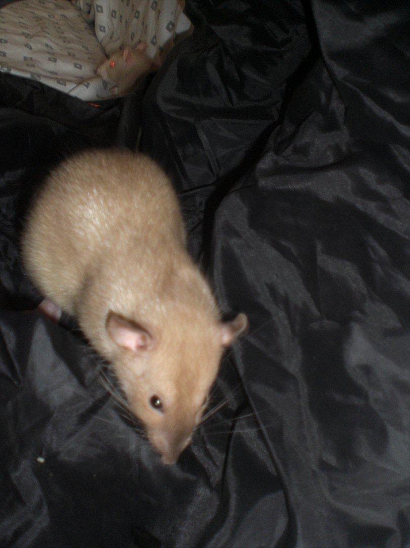 Tamrotte Ogopogo - 25/8-11 billede 9