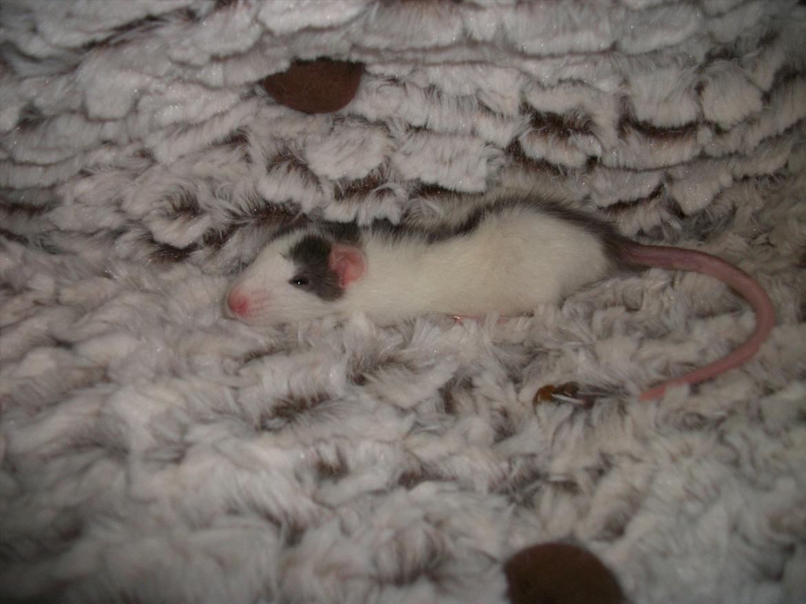 Tamrotte Chia - er hun ikke bare sød når hun ligger og sover ? :* billede 6