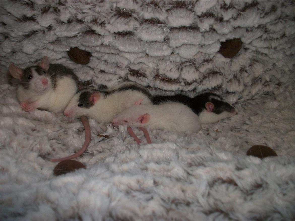 Tamrotte Chia - Ayo, Chia; Møffe og Blob hygger sig :D <3 billede 9