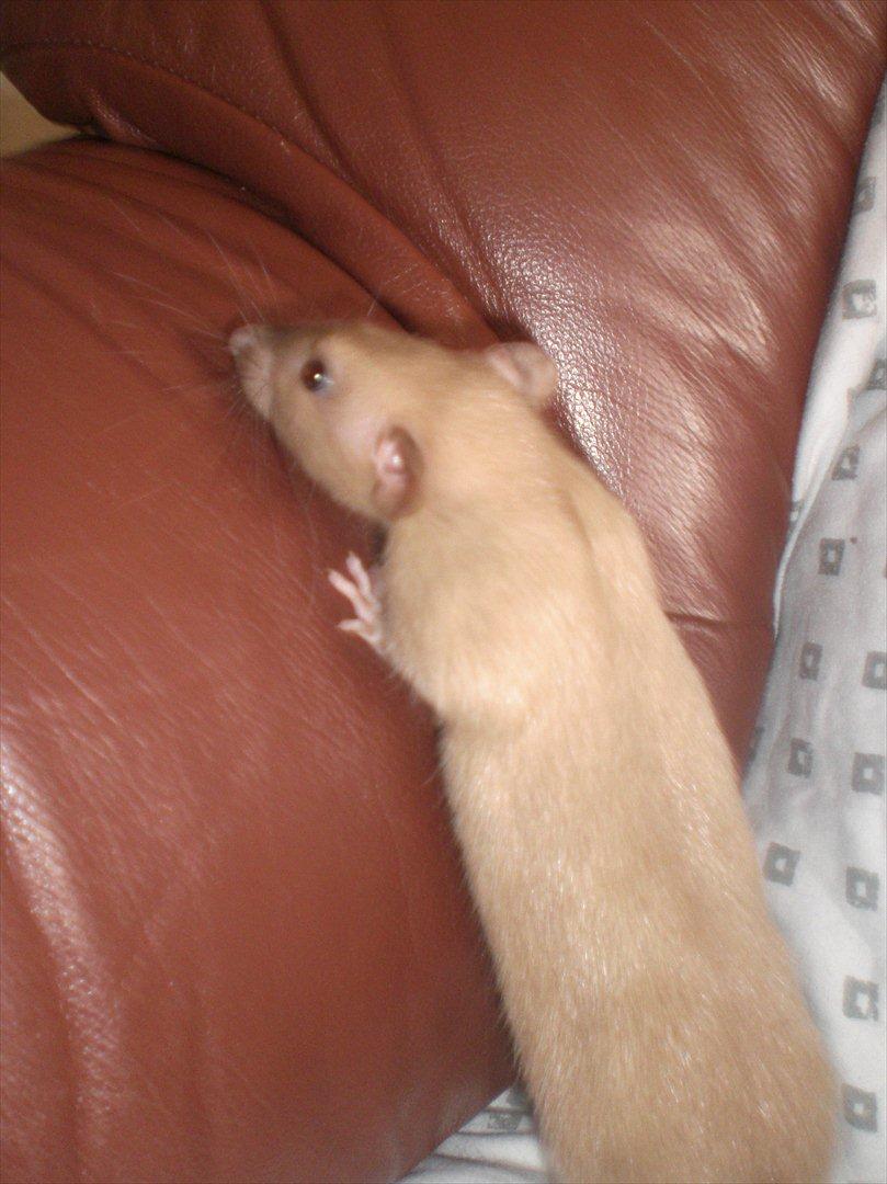 Tamrotte Ogopogo - 25/8-11 billede 10