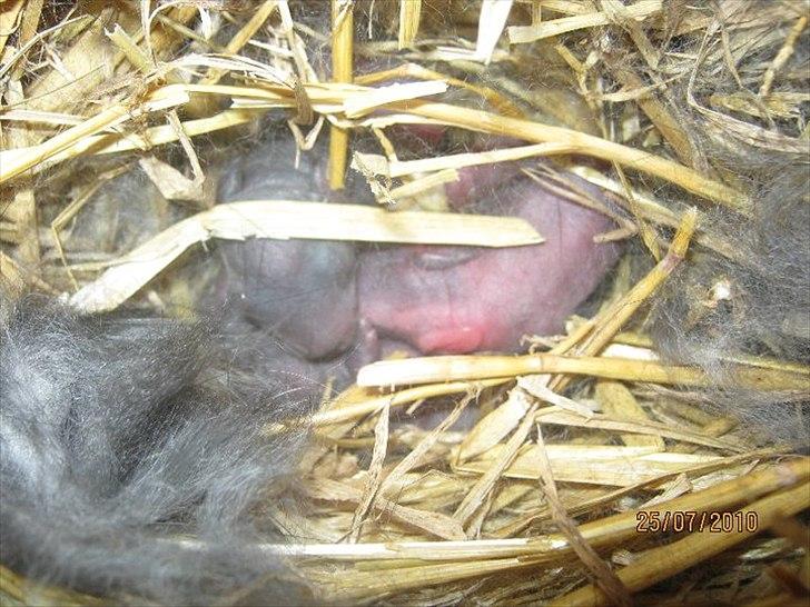 Kanin Stald Antons Toffifee - Toffi som helt nyfødt baby.. Billede: mig billede 2