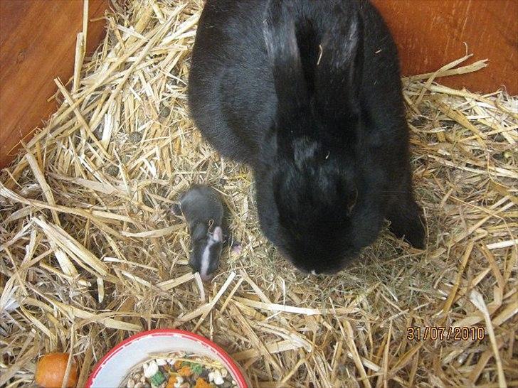 Kanin Stald Antons Toffifee - Stor forskel på Twister og Toffifee :-) 6 dage gammel.. Billede: mig billede 6