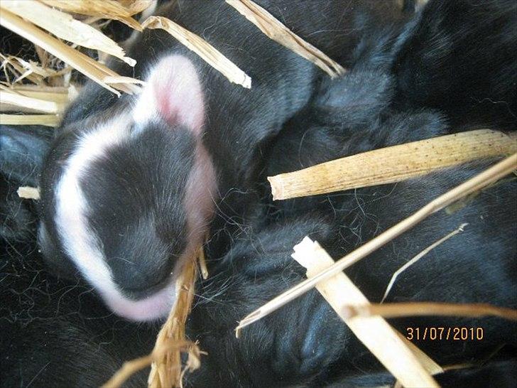 Kanin Stald Antons Toffifee - putter med de andre babyer :-) 6 dage gammel. Billede: mig billede 7