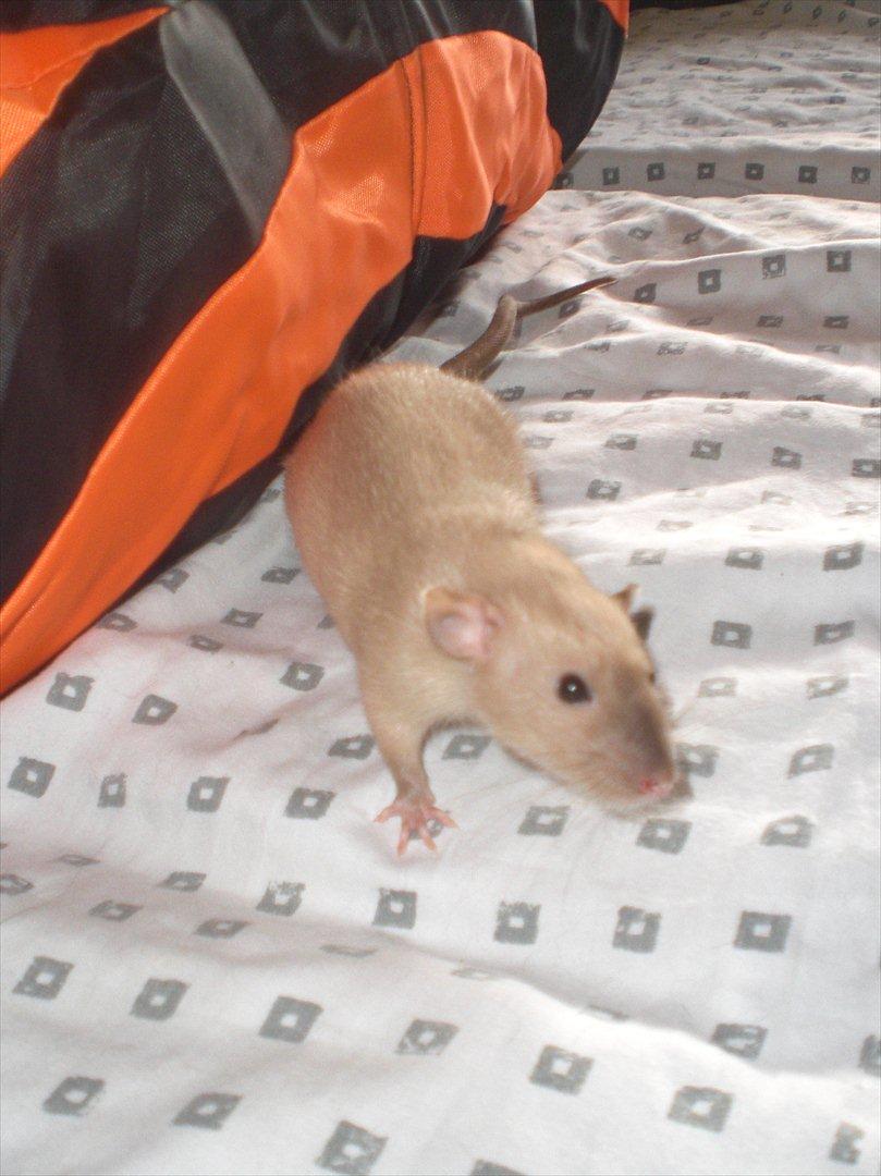 Tamrotte Ogopogo - 25/8-11 billede 11