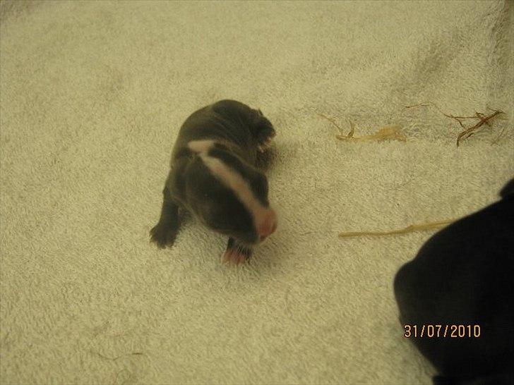 Kanin Stald Antons Toffifee - nurh lille bebs :-) 6 dage.. Billede: mig billede 4