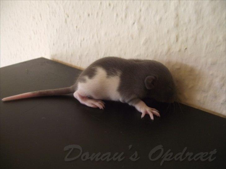 Tamrotte *Donau´s A Miracle Of Ice* - 21 august 2011, 14 dage gammel... billede 1