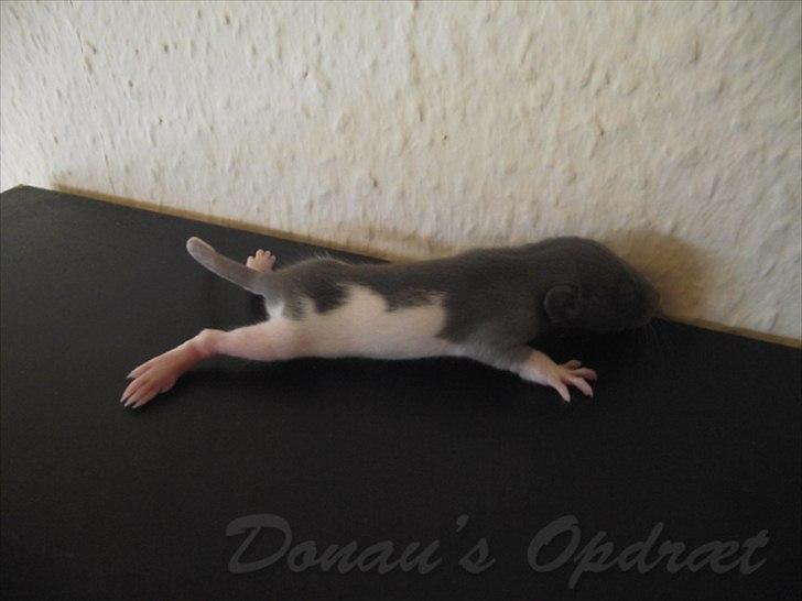 Tamrotte *Donau´s A Miracle Of Ice* - 21 august 2011, 14 dage gammel... billede 2