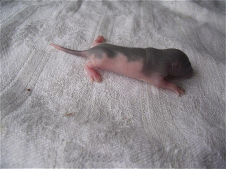 Tamrotte *Donau´s A Miracle Of Ice* - 14 august 2011, en uge gammel... billede 3