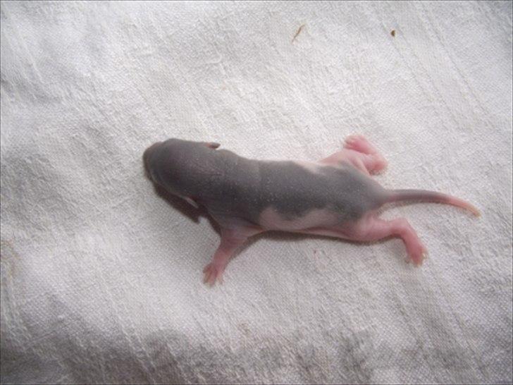 Tamrotte *Donau´s A Miracle Of Ice* - 14 august 2011, en uge gammel... billede 4