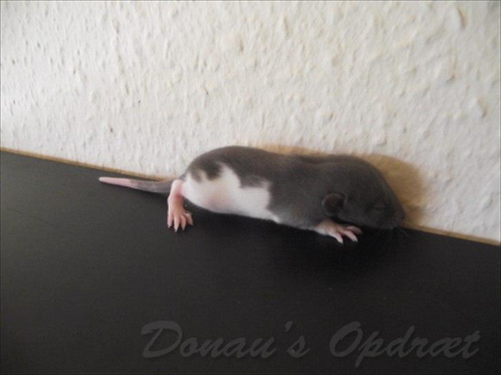 Tamrotte *Donau´s A Miracle Of Ice* - 21 august 2011, 14 dage gammel... billede 5