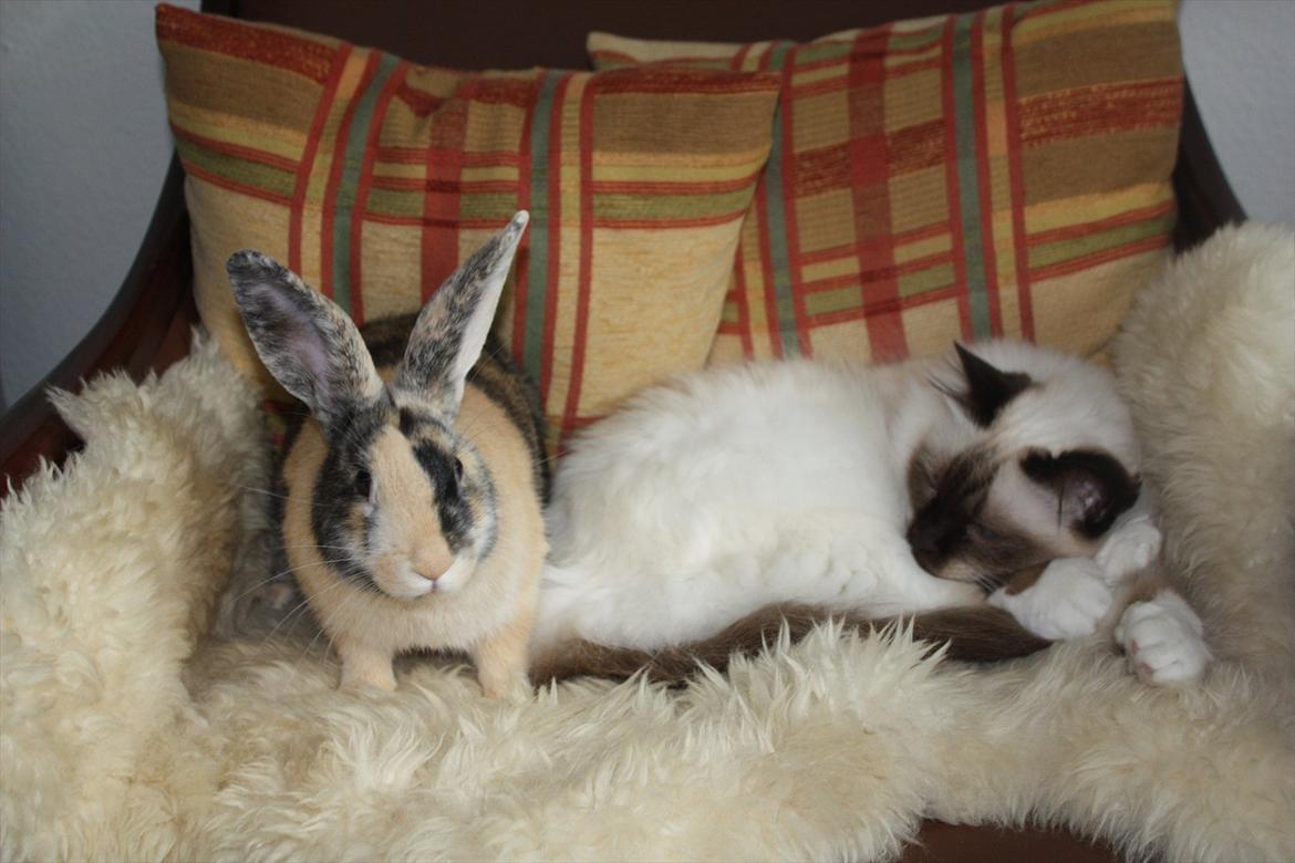 Kanin Sofiagaarden's Speed Ball  |  KLUBMESTER 2011 - Eddie og min kat Archibald :-) <3 billede 1