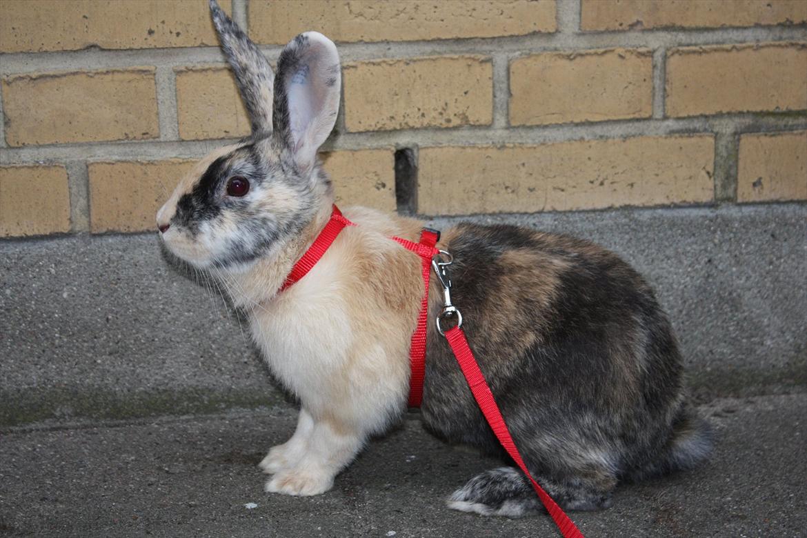 Kanin Sofiagaarden's Speed Ball  |  KLUBMESTER 2011 - SMUK!  billede 17