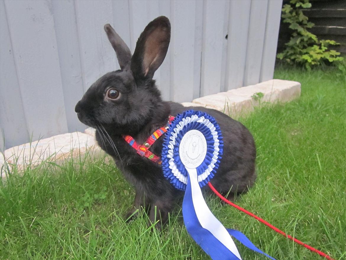 Kanin Clausen's Kiwi - Billede af: Pernille Dahl Nielsen billede 11