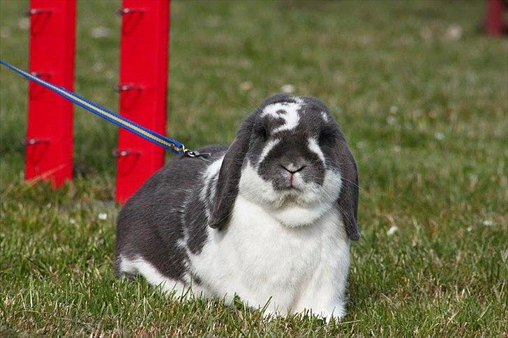 Kanin Magics Google billede 8